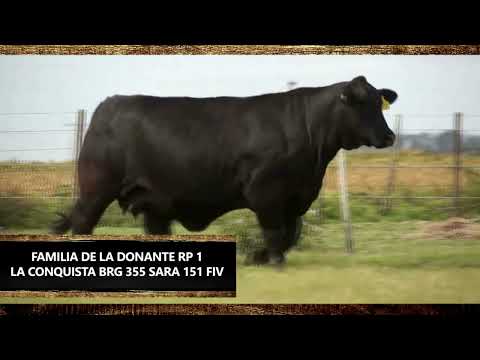 Lote 22: 5 Embriones Brangus