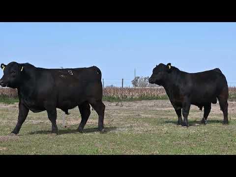 Lote 36: La Conquista 464 Simon R Renowm T/E