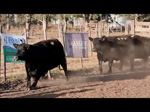 Lote 59: Cabaña Payma 3 Vaq. Pc An Preñadas